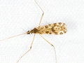 Ilisia maculata